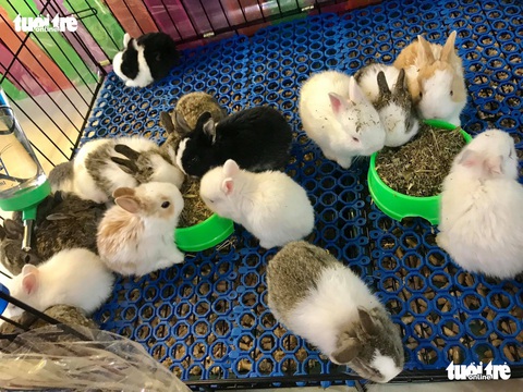 Tặng quà 8-3 bằng bọ ú, chuột hamster, thỏ, sóc... mới chất - Ảnh 2. Tặng quà 8-3 bằng bọ ú, chuột hamster, thỏ, sóc... mới chất - Ảnh 2.