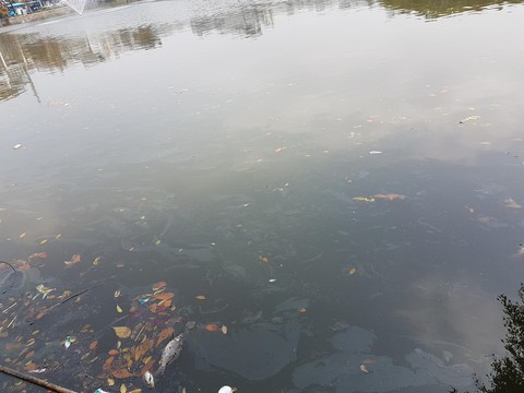 Hà Nội chi tiền làm sạch hồ, có giữ được hồ sạch? - Ảnh 1. Hà Nội chi tiền làm sạch hồ, có giữ được hồ sạch? - Ảnh 1.