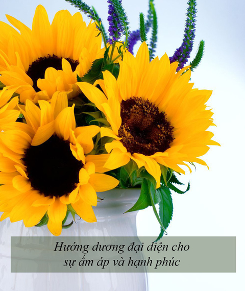 Ý nghĩa của các loài hoa tặng người phụ nữ ta thương - Ảnh 10. Ý nghĩa của các loài hoa tặng người phụ nữ ta thương - Ảnh 10.