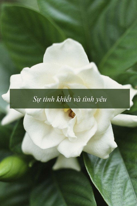 Ý nghĩa của các loài hoa tặng người phụ nữ ta thương - Ảnh 11. Ý nghĩa của các loài hoa tặng người phụ nữ ta thương - Ảnh 11.