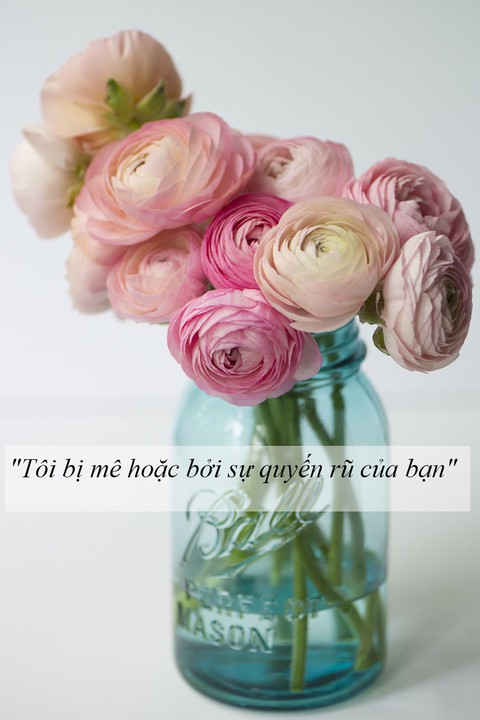 Ý nghĩa của các loài hoa tặng người phụ nữ ta thương - Ảnh 2. Ý nghĩa của các loài hoa tặng người phụ nữ ta thương - Ảnh 2.