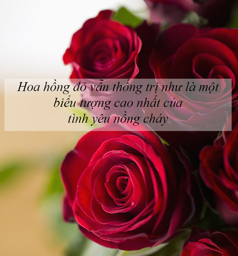 Ý nghĩa của các loài hoa tặng người phụ nữ ta thương - Ảnh 3. Ý nghĩa của các loài hoa tặng người phụ nữ ta thương - Ảnh 3.