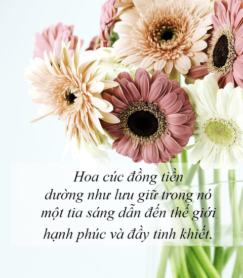 Ý nghĩa của các loài hoa tặng người phụ nữ ta thương - Ảnh 4. Ý nghĩa của các loài hoa tặng người phụ nữ ta thương - Ảnh 4.