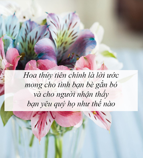 Ý nghĩa của các loài hoa tặng người phụ nữ ta thương - Ảnh 6. Ý nghĩa của các loài hoa tặng người phụ nữ ta thương - Ảnh 6.