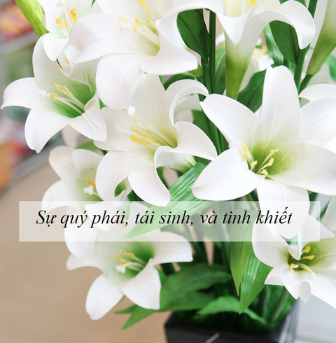 Ý nghĩa của các loài hoa tặng người phụ nữ ta thương - Ảnh 7. Ý nghĩa của các loài hoa tặng người phụ nữ ta thương - Ảnh 7.