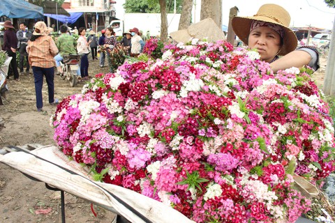 Hoa tết lại nở trúng vụ… 8-3 - Ảnh 1. Hoa tết lại nở trúng vụ… 8-3 - Ảnh 1.