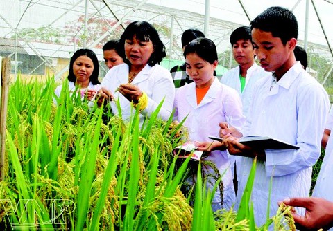 Tôi hát bài ca ngợi ca cây lúa - Ảnh 4. Tôi hát bài ca ngợi ca cây lúa - Ảnh 4.