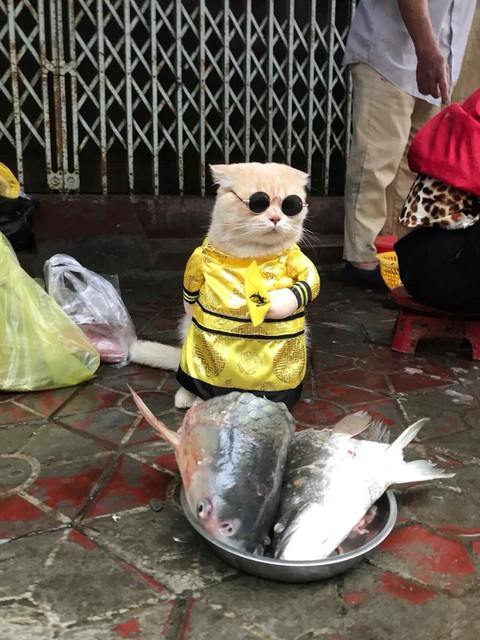 Chú mèo bán cá tên Chó ở Hải Phòng gây chú ý trên mạng xã hội - Ảnh 2. Chú mèo bán cá tên Chó ở Hải Phòng gây chú ý trên mạng xã hội - Ảnh 2.