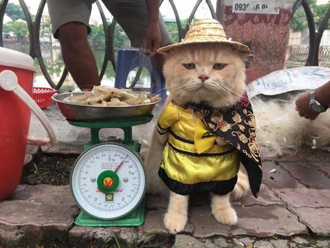 Chú mèo bán cá tên Chó ở Hải Phòng gây chú ý trên mạng xã hội - Ảnh 1. Chú mèo bán cá tên Chó ở Hải Phòng gây chú ý trên mạng xã hội - Ảnh 1.