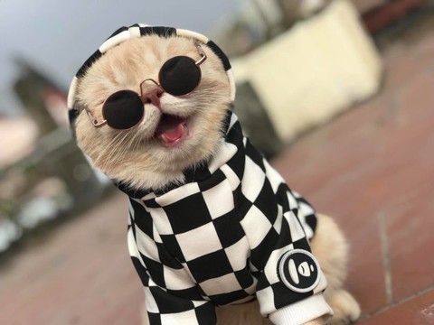 Chú mèo bán cá tên Chó ở Hải Phòng gây chú ý trên mạng xã hội - Ảnh 3. Chú mèo bán cá tên Chó ở Hải Phòng gây chú ý trên mạng xã hội - Ảnh 3.