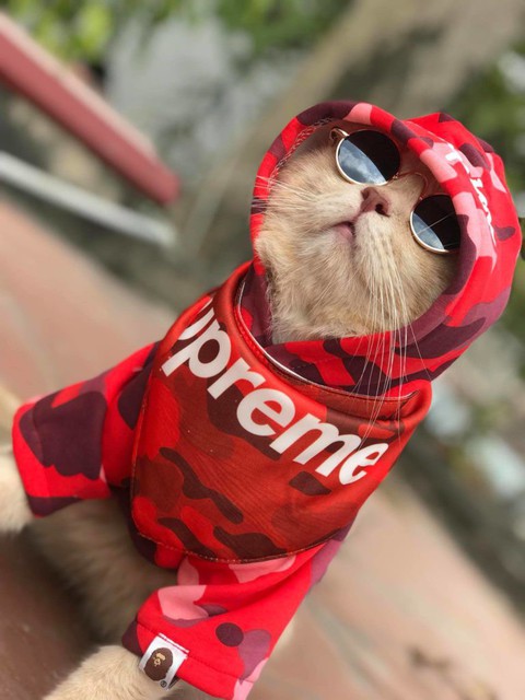 Chú mèo bán cá tên Chó ở Hải Phòng gây chú ý trên mạng xã hội - Ảnh 4. Chú mèo bán cá tên Chó ở Hải Phòng gây chú ý trên mạng xã hội - Ảnh 4.