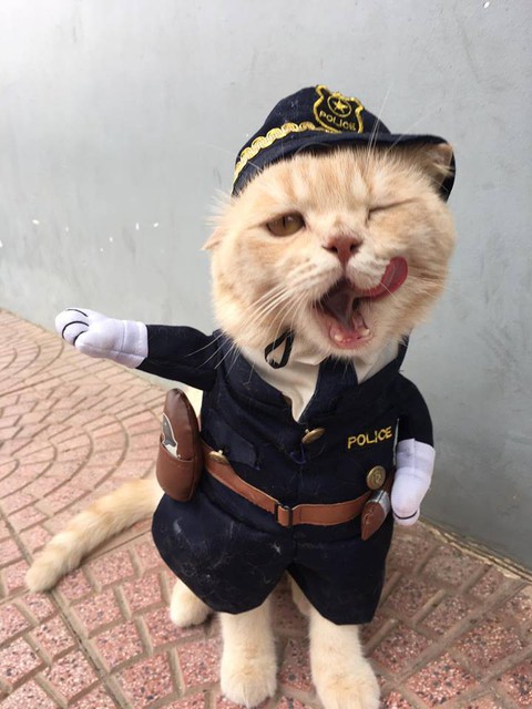 Chú mèo bán cá tên Chó ở Hải Phòng gây chú ý trên mạng xã hội - Ảnh 6. Chú mèo bán cá tên Chó ở Hải Phòng gây chú ý trên mạng xã hội - Ảnh 6.