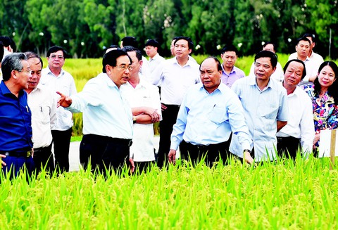 Tôi hát bài ca ngợi ca cây lúa - Ảnh 1. Tôi hát bài ca ngợi ca cây lúa - Ảnh 1.