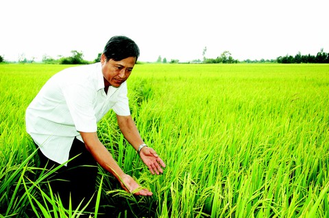 Trồng lúa lấy bột làm bánh - Ảnh 1. Trồng lúa lấy bột làm bánh - Ảnh 1.