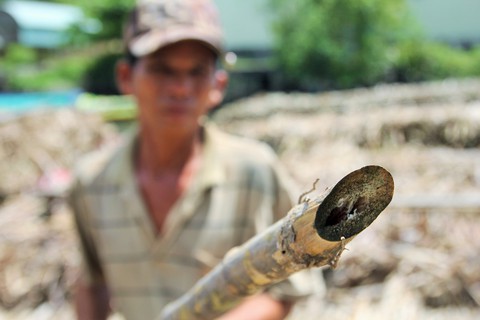 Nông dân điêu đứng nhìn mía già khi nhà máy chậm thu mua - Ảnh 5. Nông dân điêu đứng nhìn mía già khi nhà máy chậm thu mua - Ảnh 5.