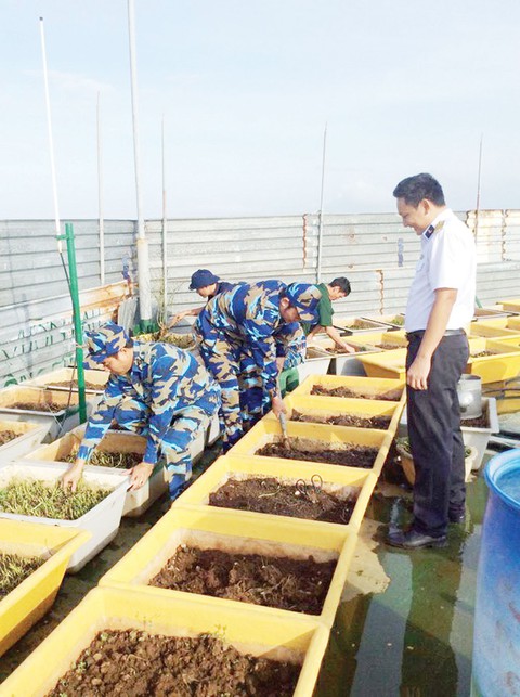 Gầy lại vườn rau nhà giàn DK1 - Ảnh 5. Gầy lại vườn rau nhà giàn DK1 - Ảnh 5.