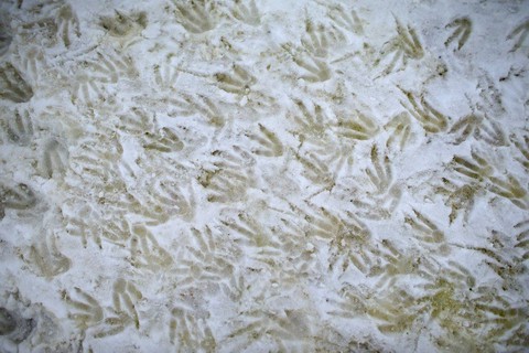 Ngắm vẻ đẹp băng giá và chim cánh cụt ở Nam cực - Ảnh 11. Ngắm vẻ đẹp băng giá và chim cánh cụt ở Nam cực - Ảnh 11.