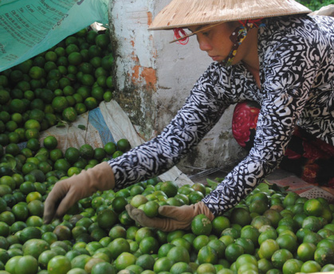 Chanh Long An được giá, Sở Nông nghiệp tỉnh cảnh báo - Ảnh 1. Chanh Long An được giá, Sở Nông nghiệp tỉnh cảnh báo - Ảnh 1.