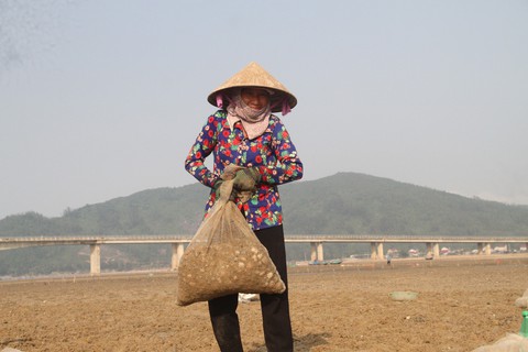 Nghêu chết hàng loạt, nhiều ngư dân Hà Tĩnh trắng tay - Ảnh 4. Nghêu chết hàng loạt, nhiều ngư dân Hà Tĩnh trắng tay - Ảnh 4.
