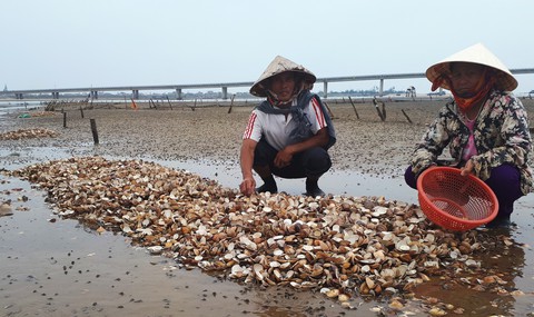 Nghêu chết hàng loạt, nhiều ngư dân Hà Tĩnh trắng tay - Ảnh 2. Nghêu chết hàng loạt, nhiều ngư dân Hà Tĩnh trắng tay - Ảnh 2.