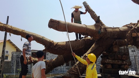 3 cây siêu khủng được cắt bớt chuẩn bị chuyển đi Hà Nội - Ảnh 4. 3 cây siêu khủng được cắt bớt chuẩn bị chuyển đi Hà Nội - Ảnh 4.