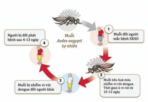 Bệnh sốt xuất huyết Dengue - Ảnh 1. Bệnh sốt xuất huyết Dengue - Ảnh 1.