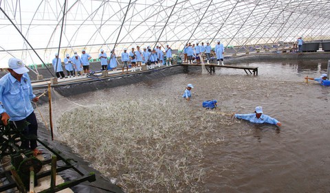 Đưa trồng trọt, chăn nuôi vào quỹ đạo bền vững - Ảnh 1. Đưa trồng trọt, chăn nuôi vào quỹ đạo bền vững - Ảnh 1.