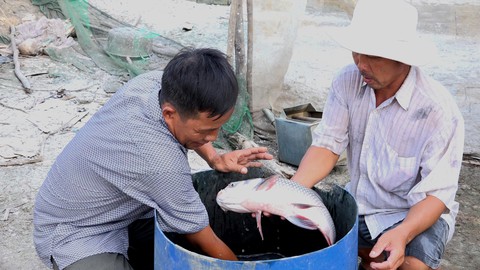 Nông dân miền Tây trúng đậm nhờ lén lút nuôi cá hô - Ảnh 1. Nông dân miền Tây trúng đậm nhờ lén lút nuôi cá hô - Ảnh 1.