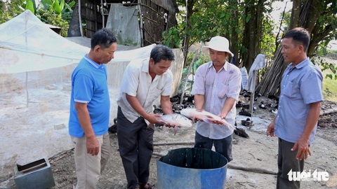 Nông dân miền Tây trúng đậm nhờ lén lút nuôi cá hô - Ảnh 2. Nông dân miền Tây trúng đậm nhờ lén lút nuôi cá hô - Ảnh 2.