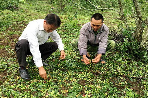 Mưa đá làm tiêu tan 2.100ha hoa màu ở Cao Bằng, Sơn La - Ảnh 1. Mưa đá làm tiêu tan 2.100ha hoa màu ở Cao Bằng, Sơn La - Ảnh 1.