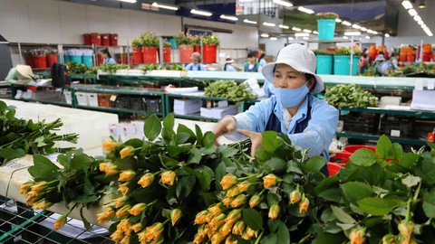 Mỗi năm 300 triệu cành hoa Đà Lạt xuất ngoại - Ảnh 1. Mỗi năm 300 triệu cành hoa Đà Lạt xuất ngoại - Ảnh 1.