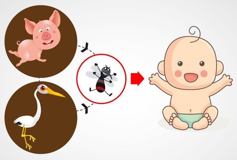 Viêm não Nhật Bản thường gây tử vong cao - Ảnh 1. Viêm não Nhật Bản thường gây tử vong cao - Ảnh 1.