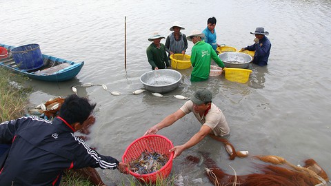 Quá ít thông tin để cảnh báo sớm giúp giảm hạn - mặn - Ảnh 1. Quá ít thông tin để cảnh báo sớm giúp giảm hạn - mặn - Ảnh 1.