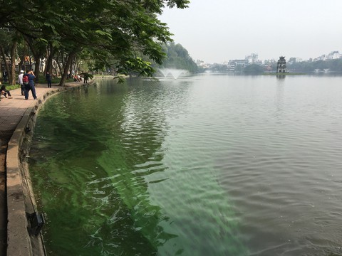 Hà Nội thả tảo lục trở lại hồ Hoàn Kiếm - Ảnh 1. Hà Nội thả tảo lục trở lại hồ Hoàn Kiếm - Ảnh 1.