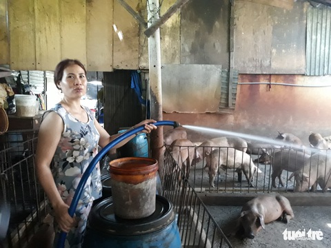 Heo rớt giá, người nuôi nhỏ lẻ trốn luôn tiêm phòng - Ảnh 2. Heo rớt giá, người nuôi nhỏ lẻ trốn luôn tiêm phòng - Ảnh 2.