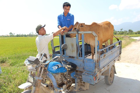 Báo Tuổi Trẻ trao tặng 30 con bò giống cho bà con vùng bão lũ - Ảnh 4. Báo Tuổi Trẻ trao tặng 30 con bò giống cho bà con vùng bão lũ - Ảnh 4.