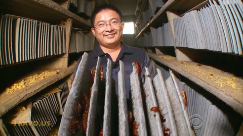 Nuôi 6 tỉ con gián làm thuốc ở Trung Quốc - Ảnh 3. Nuôi 6 tỉ con gián làm thuốc ở Trung Quốc - Ảnh 3.