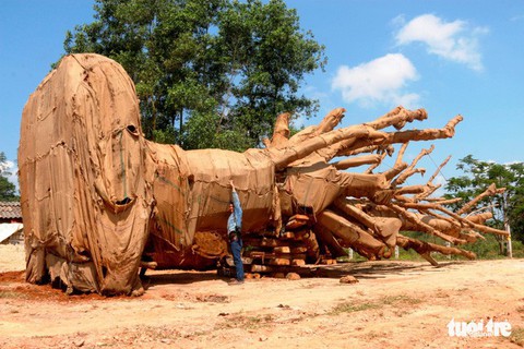 Kiểm lâm Thừa Thiên - Huế vào cuộc xác định nguồn gốc ba cây siêu khủng - Ảnh 3. Kiểm lâm Thừa Thiên - Huế vào cuộc xác định nguồn gốc ba cây siêu khủng - Ảnh 3.
