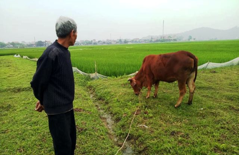 Nông dân thả bò ra đồng gặm cỏ phải đóng thuế - Ảnh 1. Nông dân thả bò ra đồng gặm cỏ phải đóng thuế - Ảnh 1.