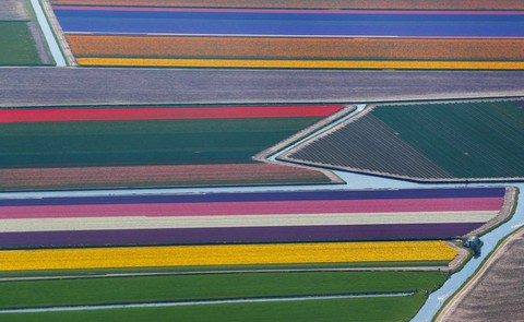 Rực rỡ mùa hoa tulip ở Hà Lan, hoa chuông xanh ở Bỉ - Ảnh 4. Rực rỡ mùa hoa tulip ở Hà Lan, hoa chuông xanh ở Bỉ - Ảnh 4.
