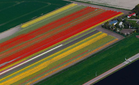 Rực rỡ mùa hoa tulip ở Hà Lan, hoa chuông xanh ở Bỉ - Ảnh 5. Rực rỡ mùa hoa tulip ở Hà Lan, hoa chuông xanh ở Bỉ - Ảnh 5.