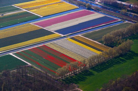 Rực rỡ mùa hoa tulip ở Hà Lan, hoa chuông xanh ở Bỉ - Ảnh 11. Rực rỡ mùa hoa tulip ở Hà Lan, hoa chuông xanh ở Bỉ - Ảnh 11.