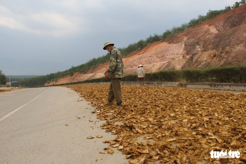 Đường đẹp nhất Tây Nguyên thành... sân phơi nông sản - Ảnh 4. Đường đẹp nhất Tây Nguyên thành... sân phơi nông sản - Ảnh 4.