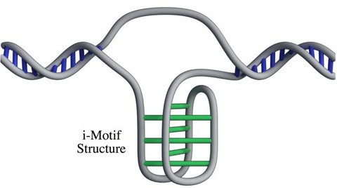 Phát hiện cấu trúc gene mới trong tế bào người - Ảnh 1. Phát hiện cấu trúc gene mới trong tế bào người - Ảnh 1.