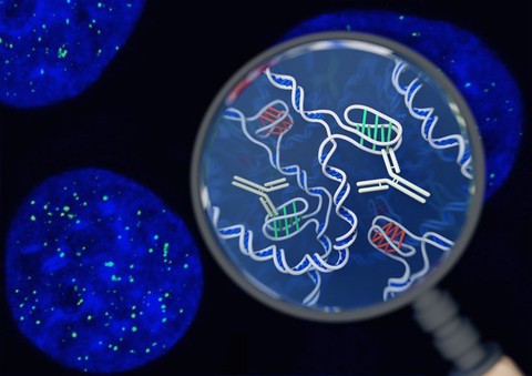 Phát hiện cấu trúc gene mới trong tế bào người - Ảnh 2. Phát hiện cấu trúc gene mới trong tế bào người - Ảnh 2.