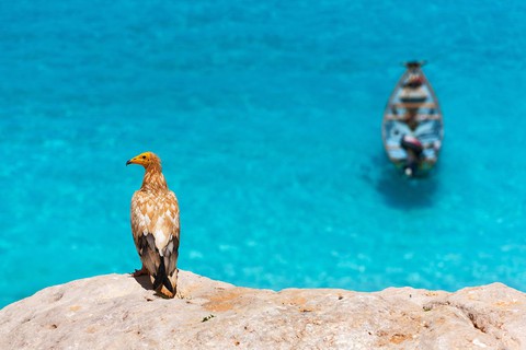 Đến Yemen khám phá vùng đất cây máu rồng Socotra - Ảnh 11. Đến Yemen khám phá vùng đất cây máu rồng Socotra - Ảnh 11.