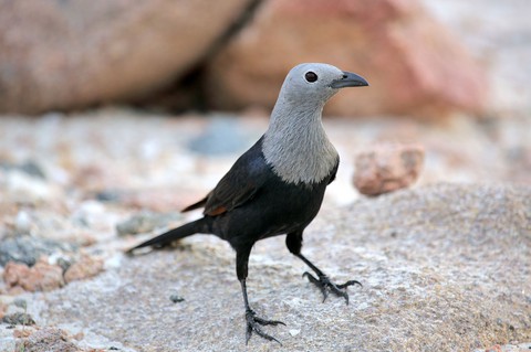 Đến Yemen khám phá vùng đất cây máu rồng Socotra - Ảnh 14. Đến Yemen khám phá vùng đất cây máu rồng Socotra - Ảnh 14.