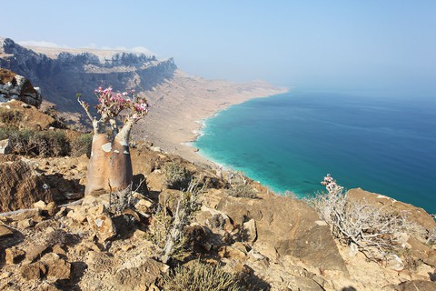 Đến Yemen khám phá vùng đất cây máu rồng Socotra - Ảnh 19. Đến Yemen khám phá vùng đất cây máu rồng Socotra - Ảnh 19.