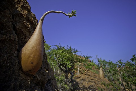 Đến Yemen khám phá vùng đất cây máu rồng Socotra - Ảnh 20. Đến Yemen khám phá vùng đất cây máu rồng Socotra - Ảnh 20.