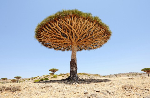 Đến Yemen khám phá vùng đất cây máu rồng Socotra - Ảnh 21. Đến Yemen khám phá vùng đất cây máu rồng Socotra - Ảnh 21.